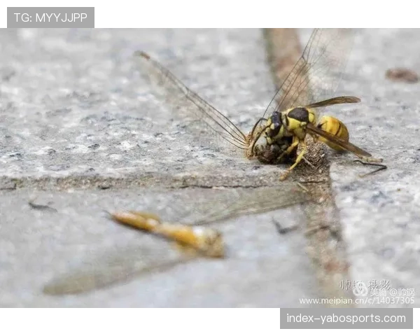 曼城转换进攻时长缩短36%：中路囤积攻击手实现就地反抢